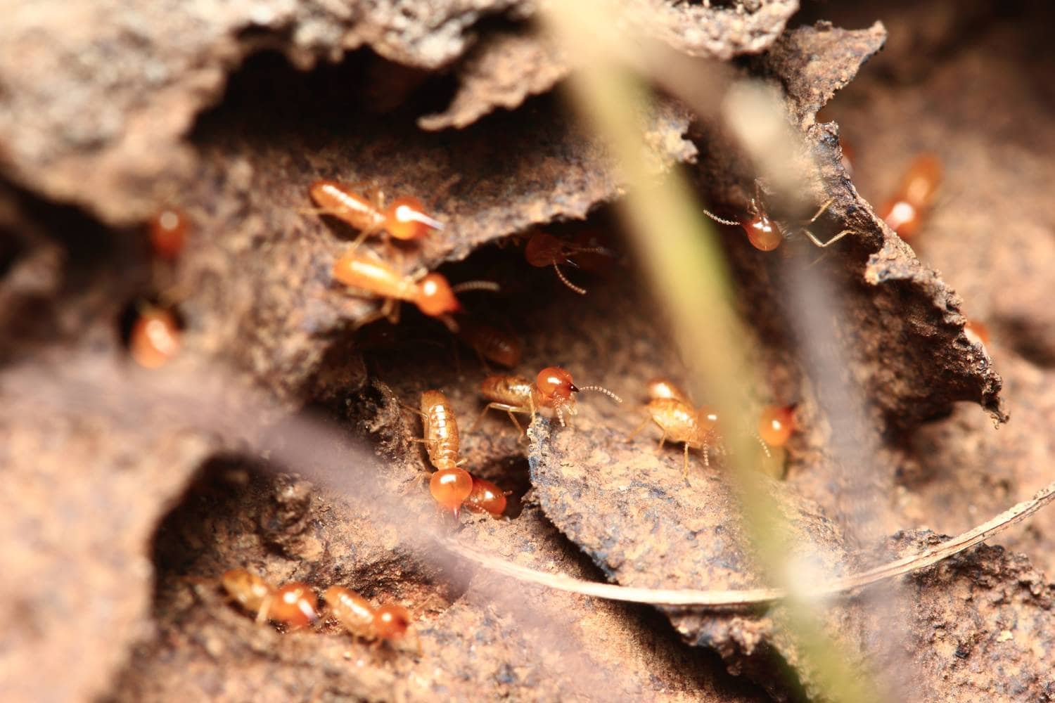 a checklist for homeowners who want to get termite inspections 1