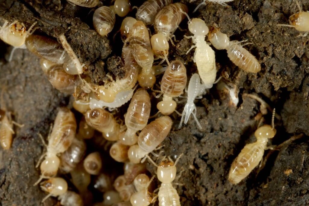 a checklist for homeowners who want to get termite inspections