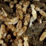 a checklist for homeowners who want to get termite inspections