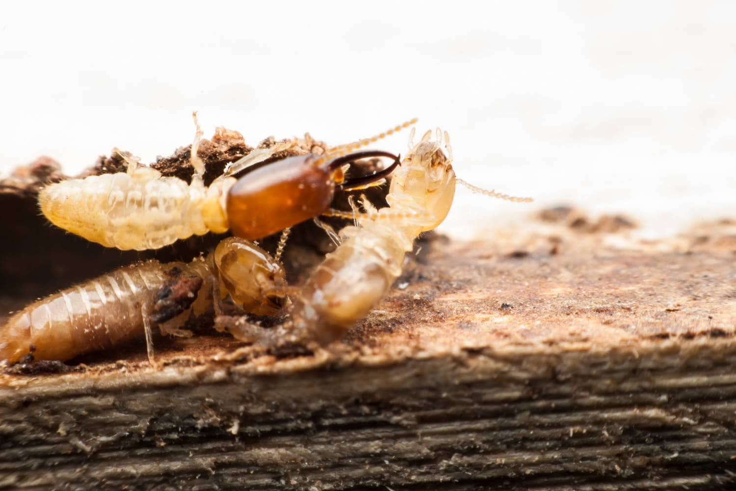 a checklist for homeowners who want to get termite inspections 2