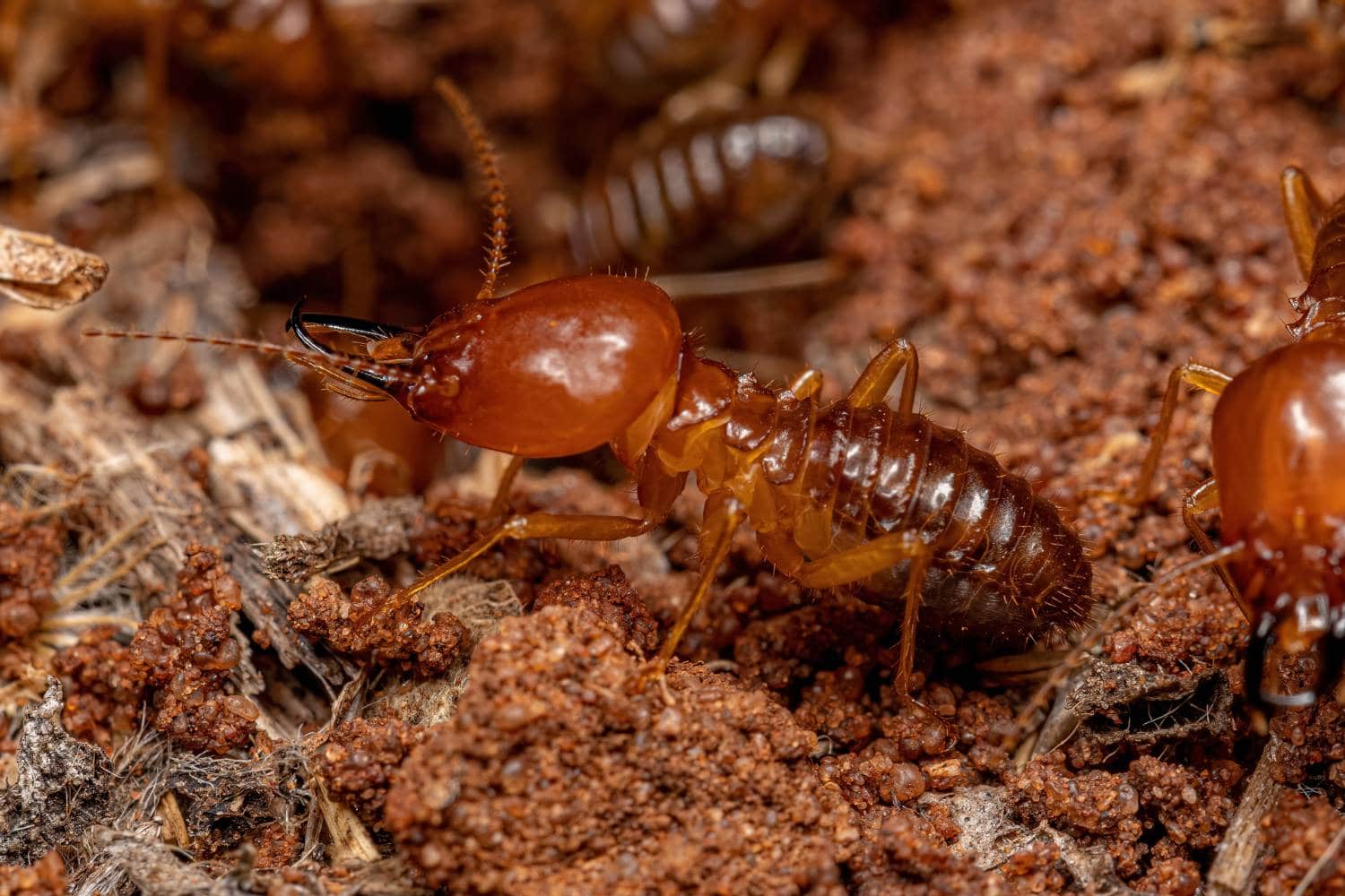 examining termite swarms 1
