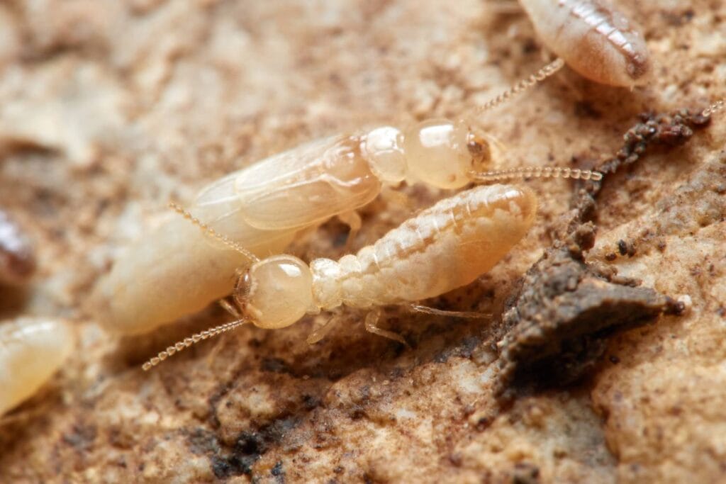 examining termite swarms