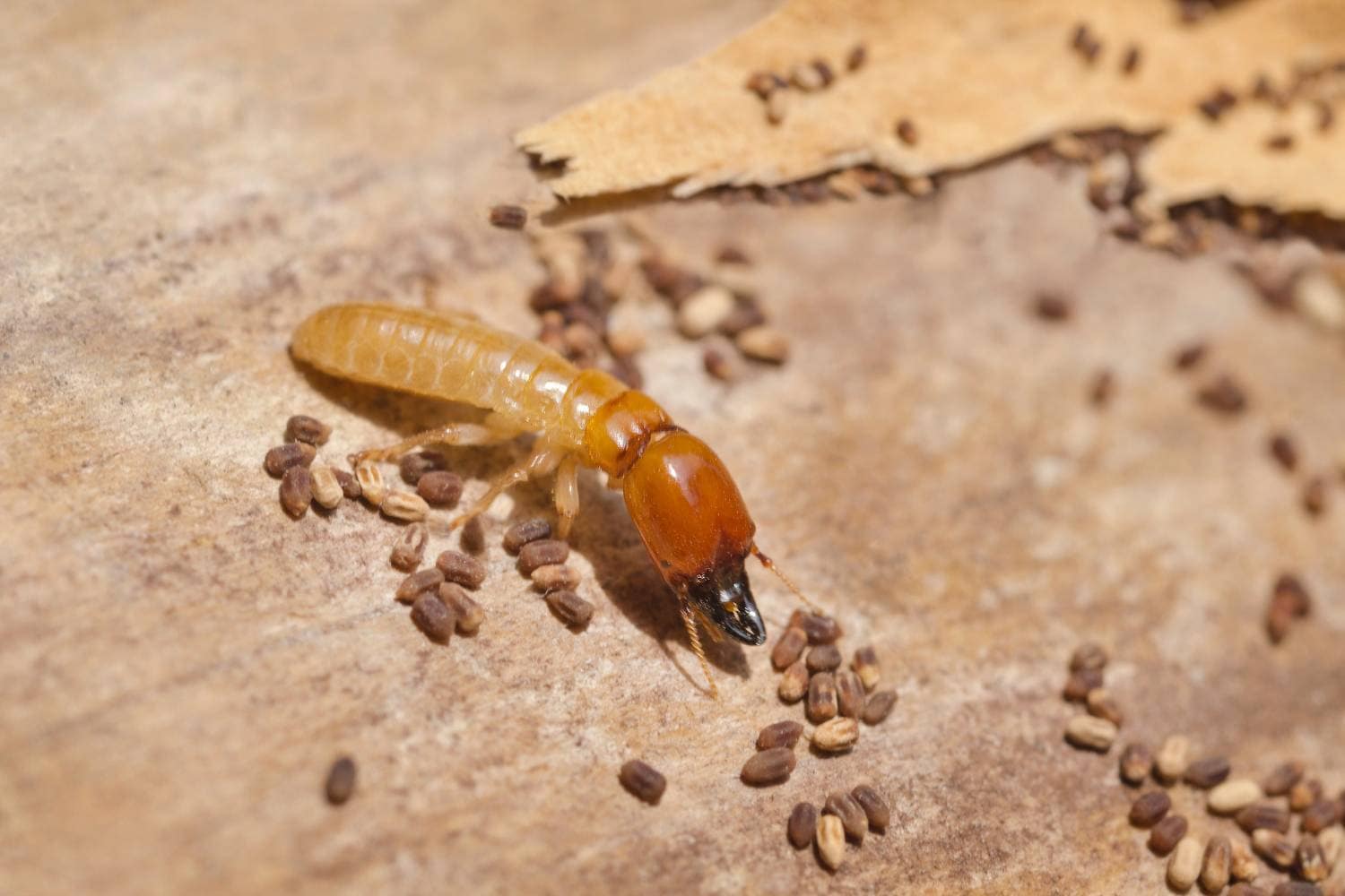 examining termite swarms 2