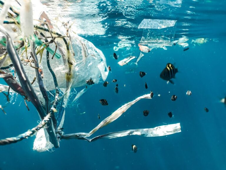 how-bad-is-cotton-for-the-environment