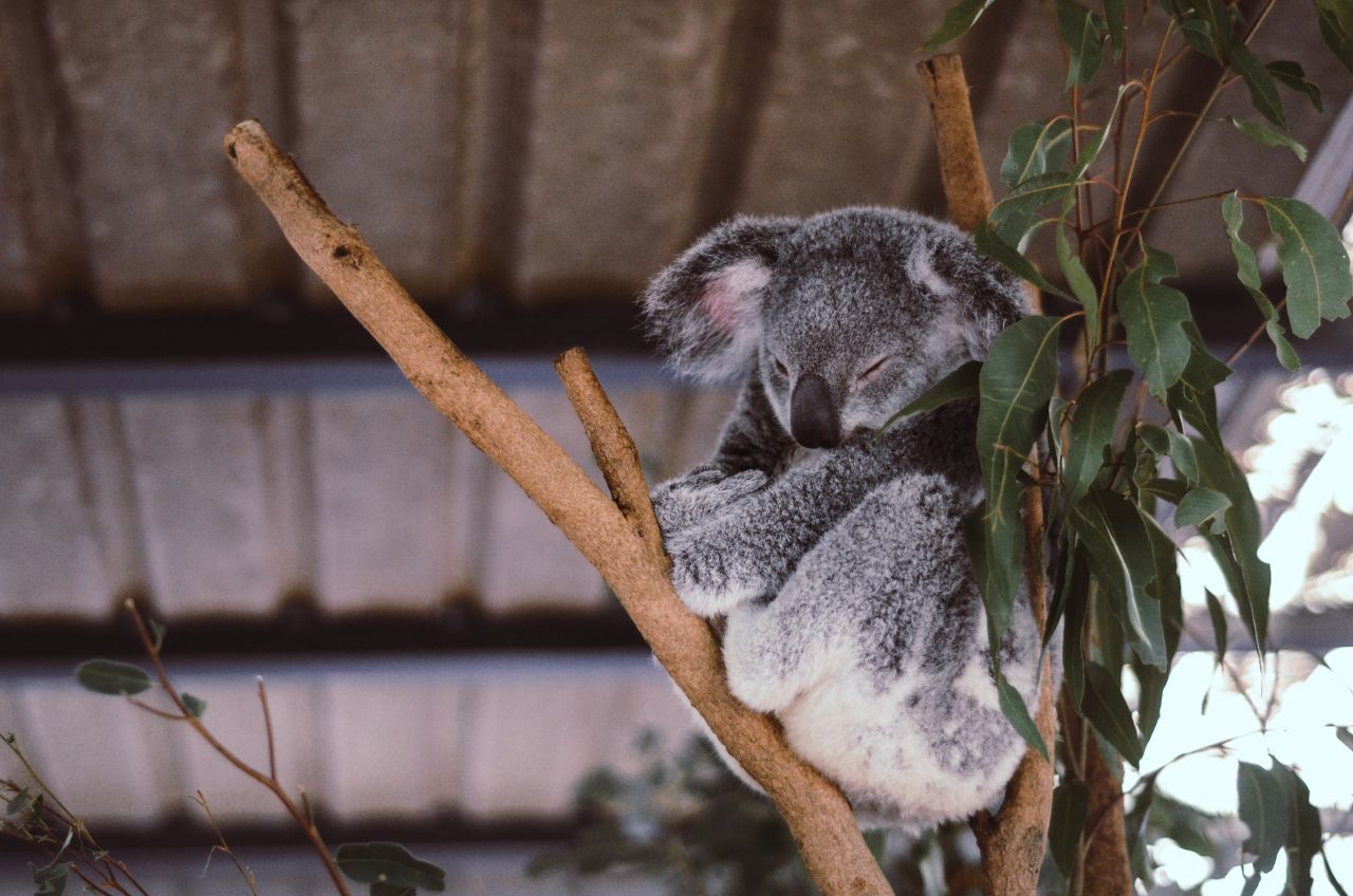 koalas2