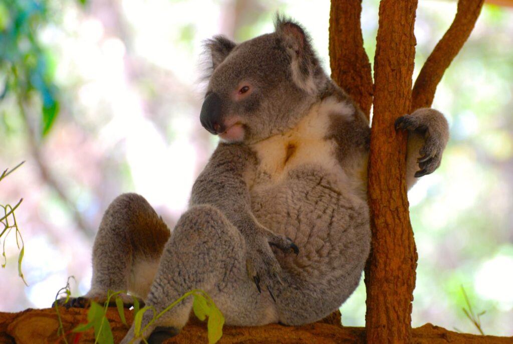 Where To See Koalas In Melbourne?