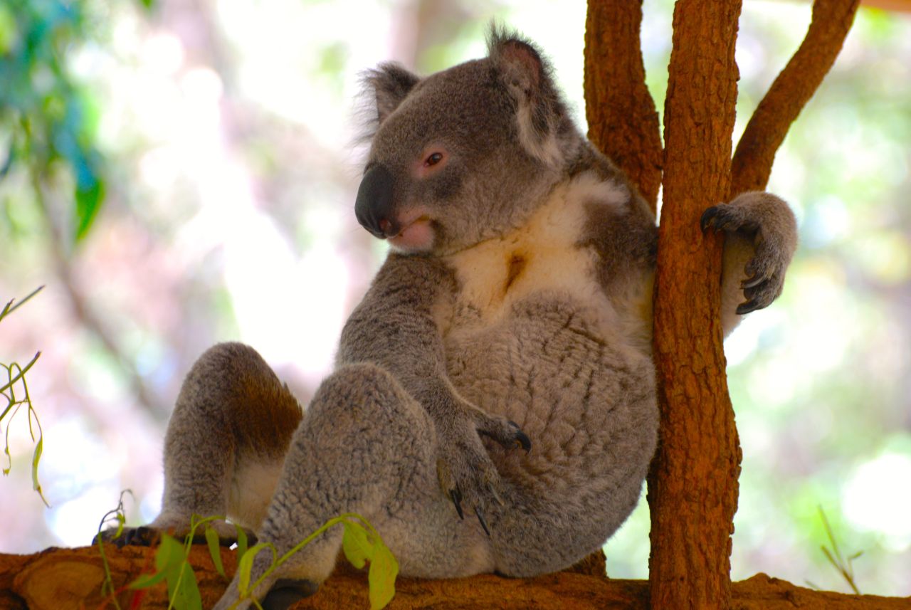 koalas3