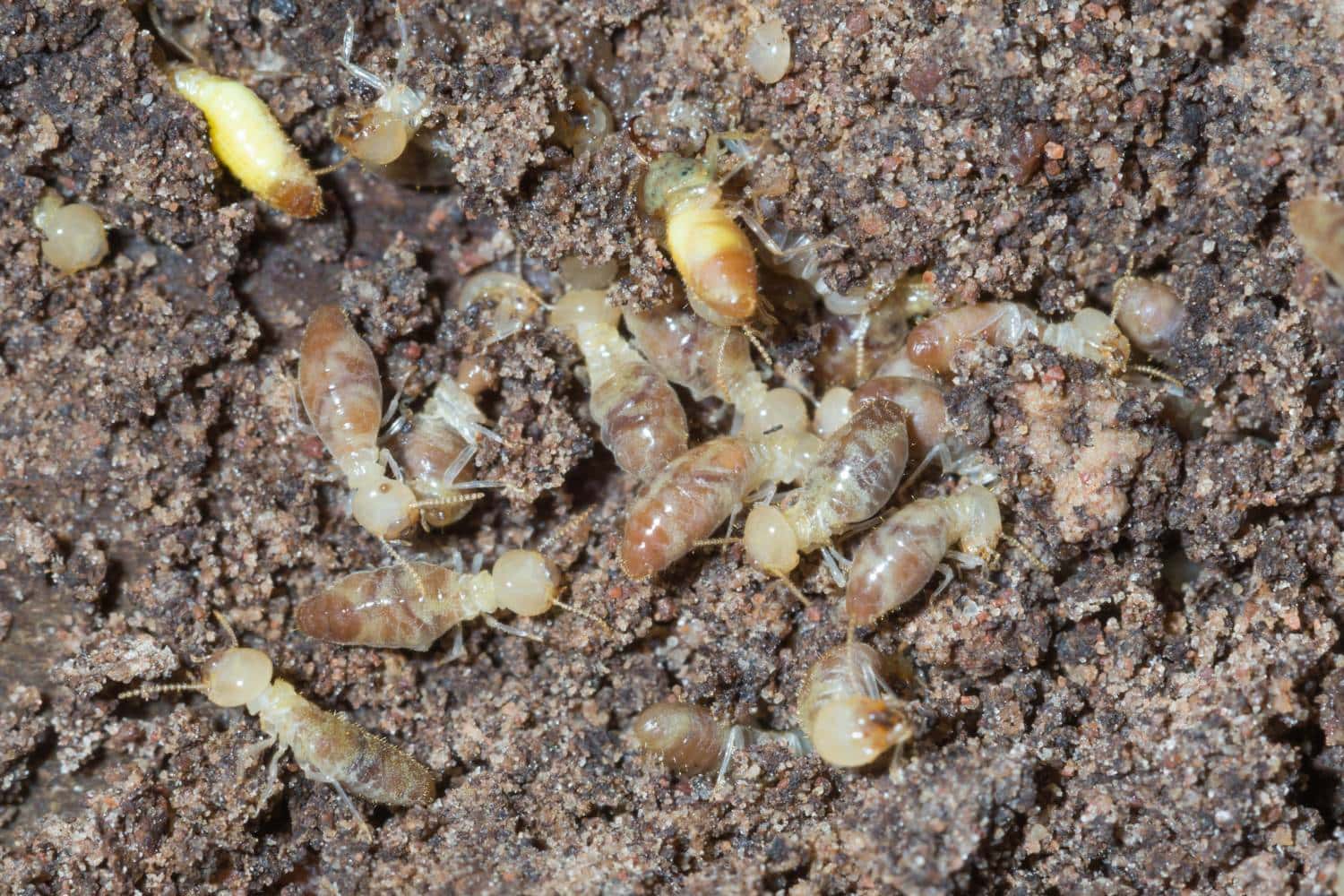 seasonal changes and their impact on termite infestations 1