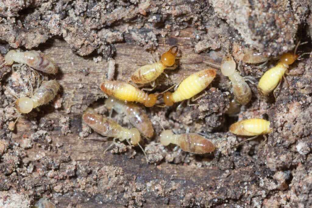 seasonal changes and their impact on termite infestations