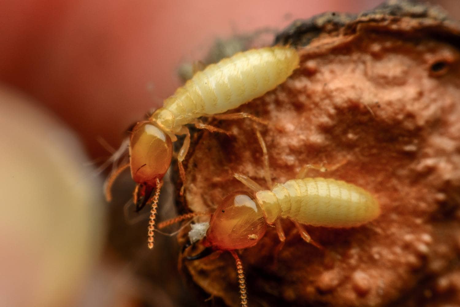 seasonal changes and their impact on termite infestations 2