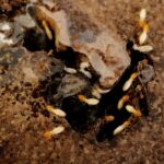 spotting termite damage