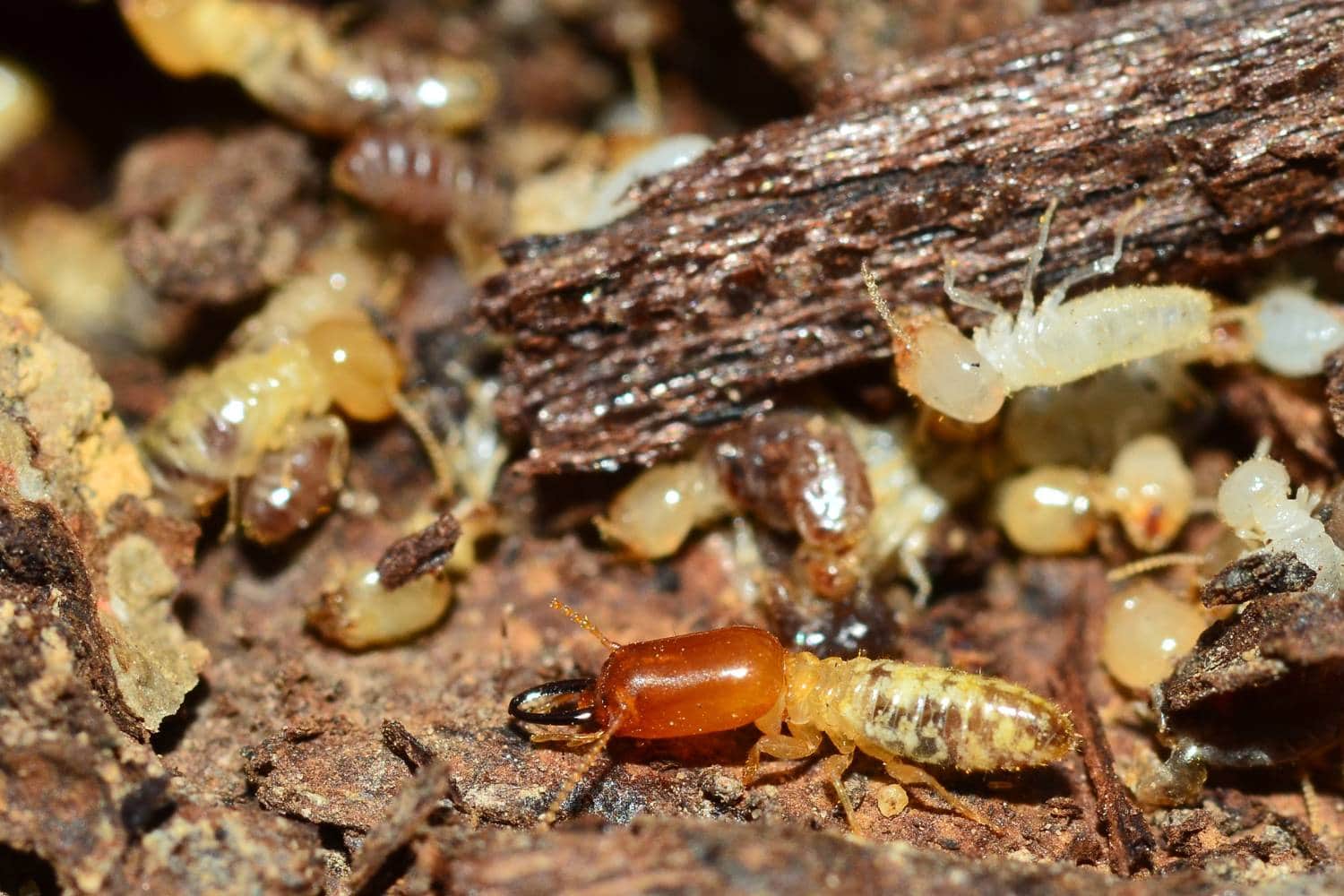 termite inspection vs. pest control 1