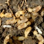 termite inspection vs. pest control