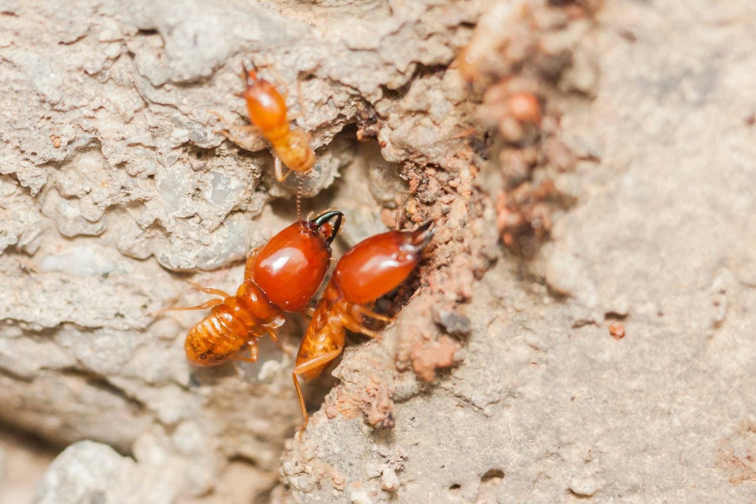 termite inspection vs. pest control 2