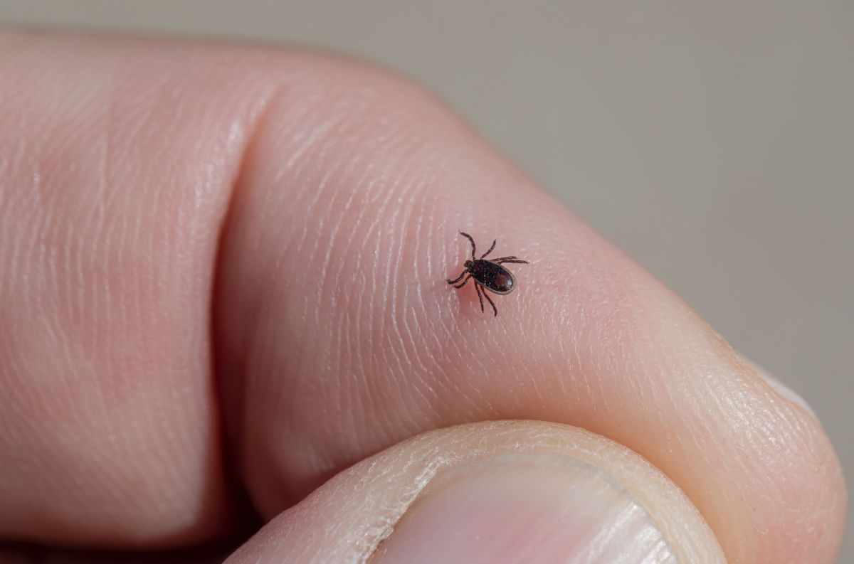 what is the difference between ticks and bed bugs (2)
