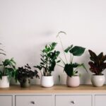 where are the best places to buy and order plants in melbourne (2)