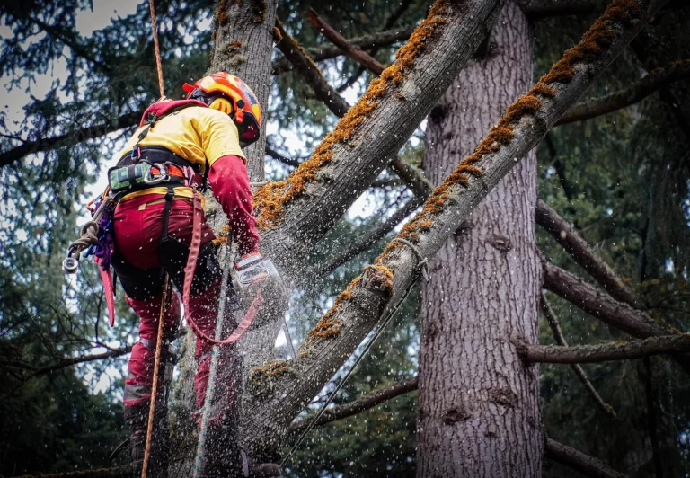 ecosafe tree removal