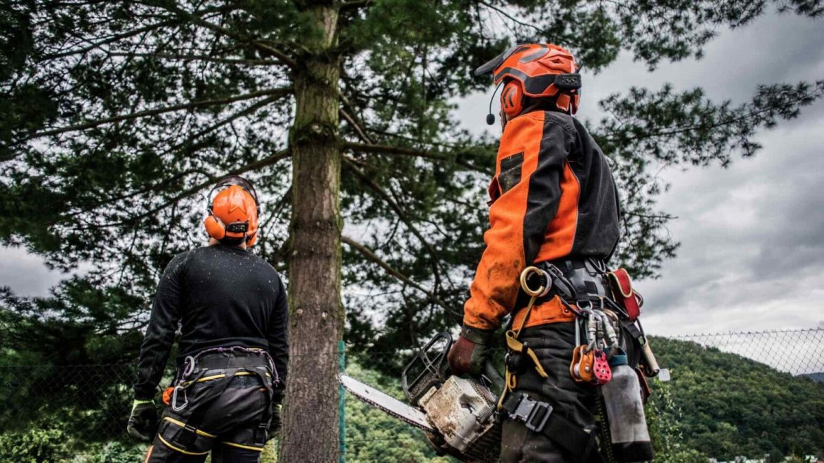 harrys yard tree arborist