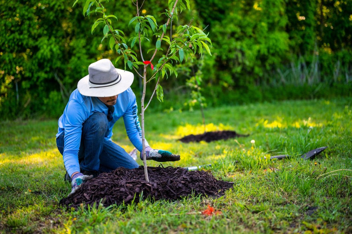must have maintainance planting tree